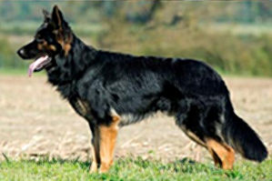 Todd"Chicco" von victory HD-ED-frei und DM-frei