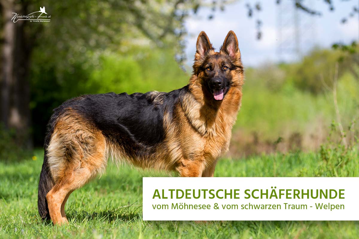 Altdeutsche Schaferhunde Vom Mohnesee Vom Schwarzen Traum Welpen