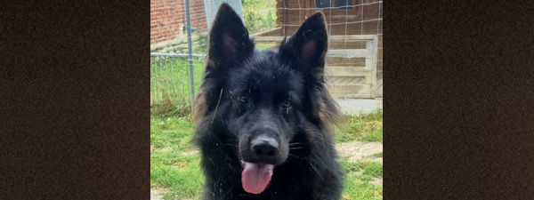 Sommer-/Herbstwurf 2026