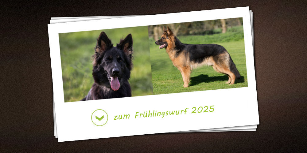 Frühlingswurf 2025 der Zuchtstätte vom Möhnesee