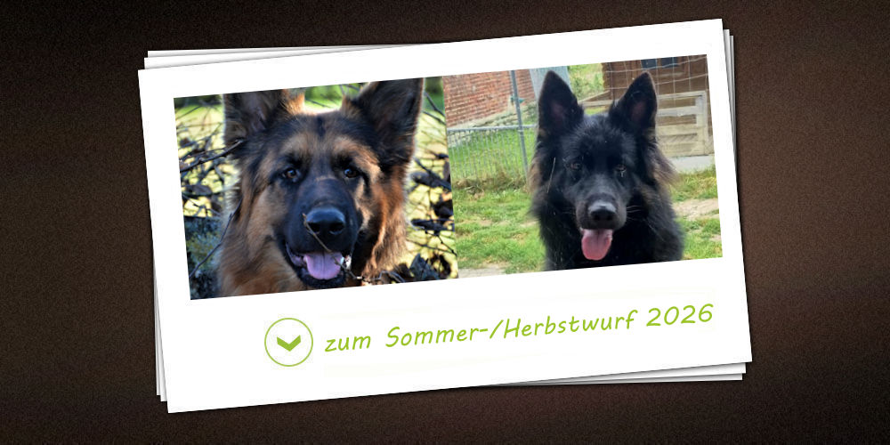 Sommer-/Herbstwurf 2026 der Zuchtstätte vom Möhnesee