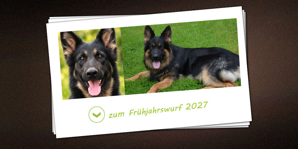 Frühjahrswurf 2027 der Zuchtstätte vom Möhnesee