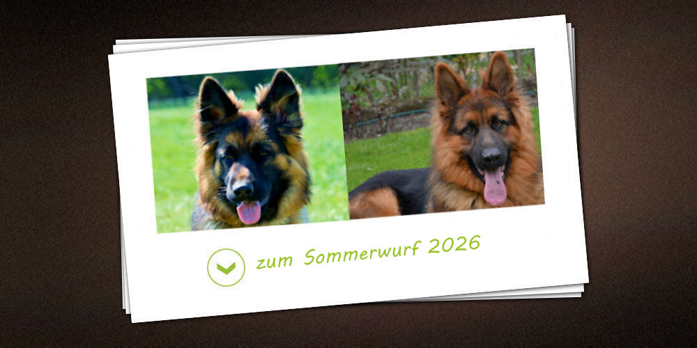 Sommerwurf 2026 der Zuchtstätte vom vom schwarzen Traum