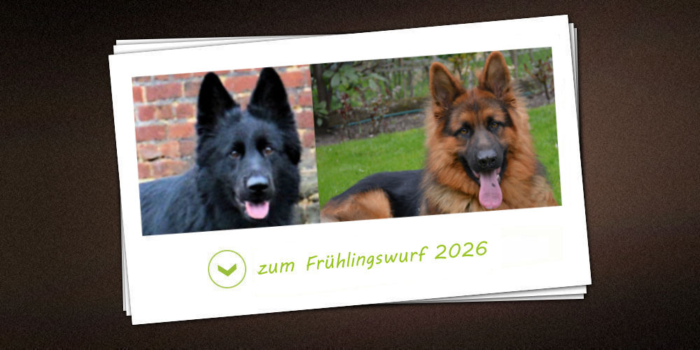 Frühlingswurf 2026 der Zuchtstätte vom schwarzen Traum