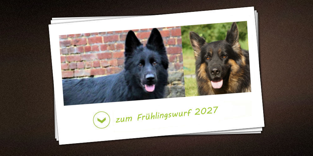 Frühlingswurf 2027 der Zuchtstätte vom schwarzen Traum